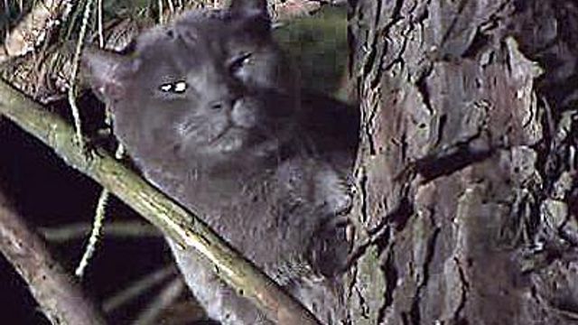 Tree climber rescues cat