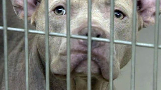 Limiting adoptions of some dog breeds creates backlash