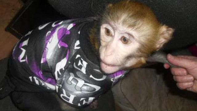 Moore County couple searches for lost pet monkey