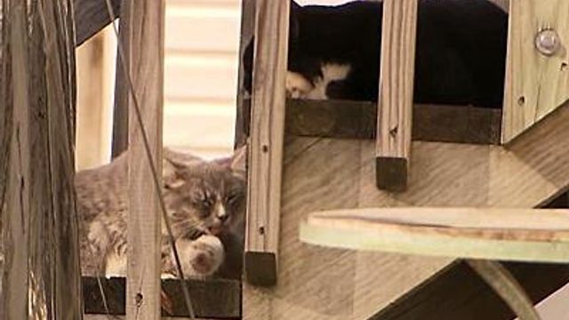 Wake County being sued over stray cats