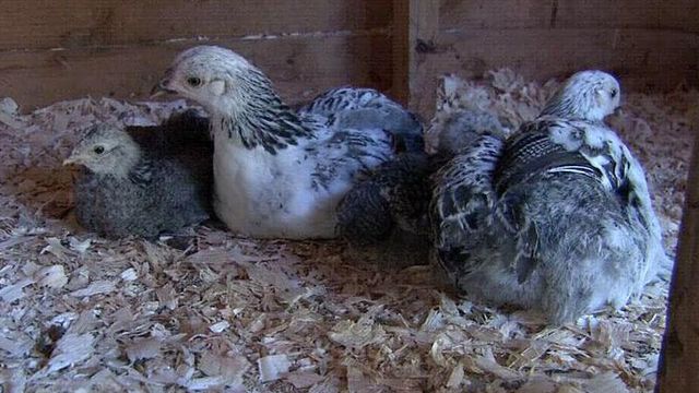 Hens could soon roost in Cary backyards