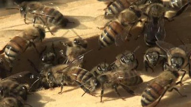 Bees could send Louisburg woman to jail