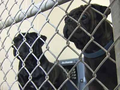 Court ruling puts some Wake SPCA adoptions on hold