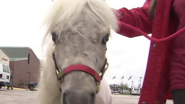 Wake miniature horse recovers from attack