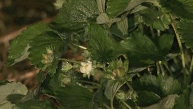 Most local farmers avoid hard freeze