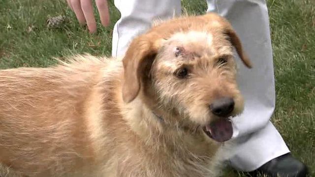 Roaming dog shot three times by neighbor in Kittrell