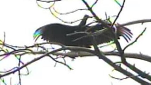 Vultures invade Carthage neighborhood