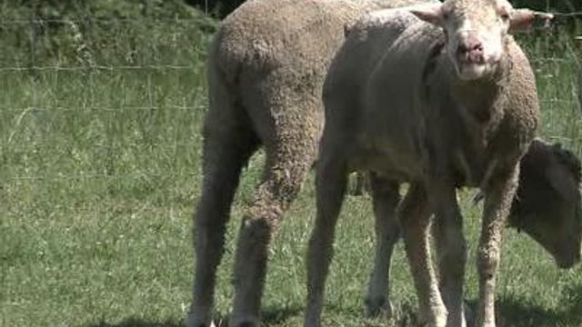 Dogs kill farmer's sheep in Franklin County