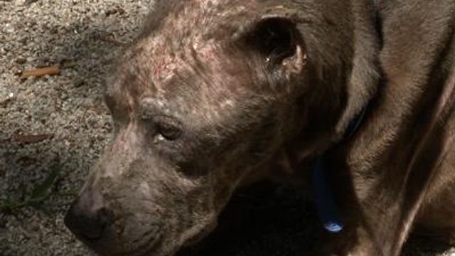 Pit bull-mix recovering after being abandoned