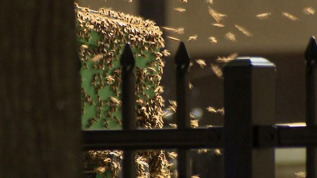 Honeybee hives create buzz in downtown Raleigh