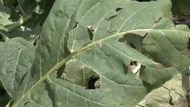 Storms wipe out part of Edgecombe tobacco crop