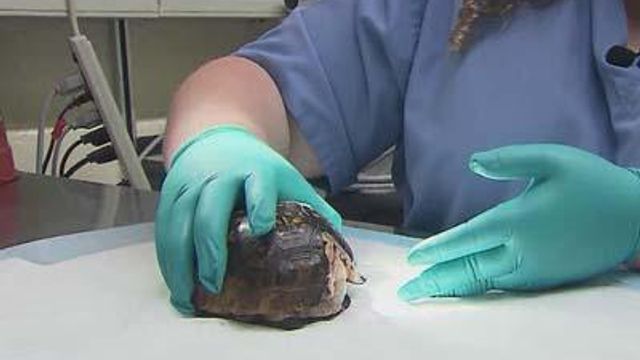 NCSU Vet school volunteers rescue injured turtles