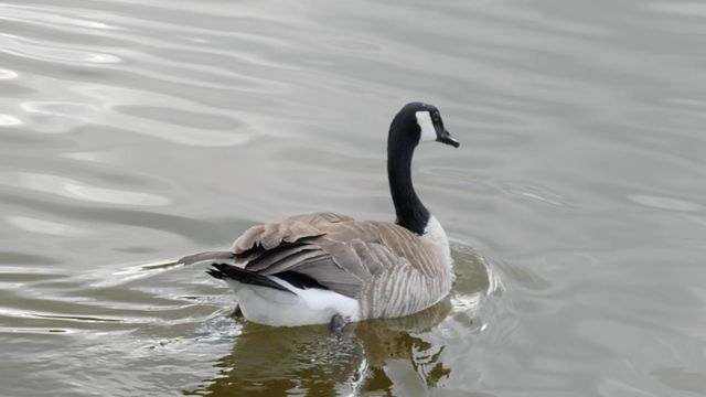 Everything you ever wanted to know about Canada geese