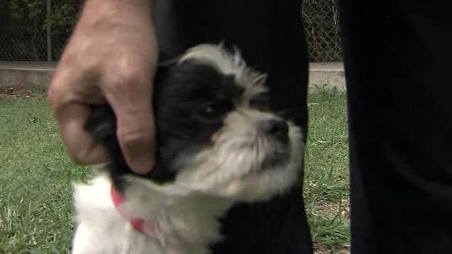Dogs taken from Brunswick puppy mill recovering