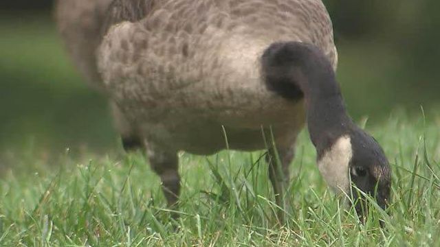 Some say Canada geese becoming more of nuisance in Raleigh
