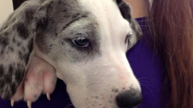 Breeders allege seizure of dogs was 'publicity stunt'