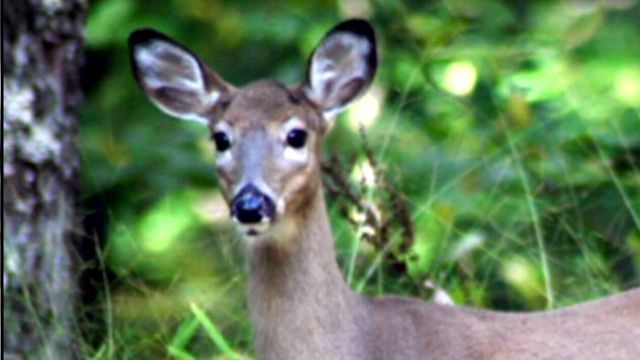 Wake Forest mulls 'urban archery' to control deer
