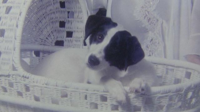 Microchip brings dog home years later
