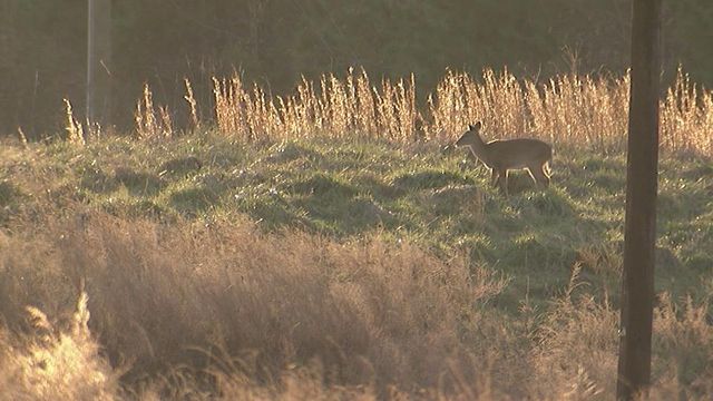 Man rallies support for bow hunting deer in Durham