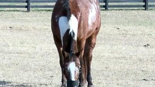 Six horses found stabbed in Zebulon
