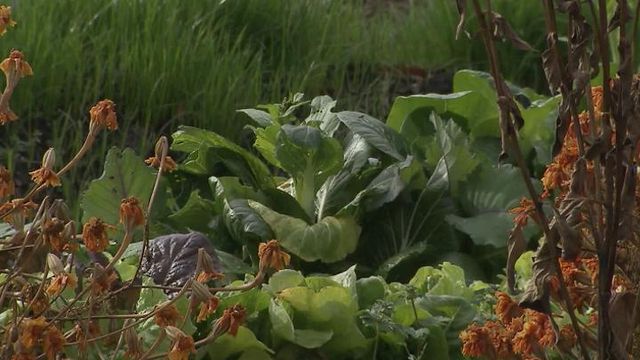 Urban farm blooms in downtown Raleigh