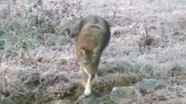 Orange Co. addresses coyote problems with public info meeting 