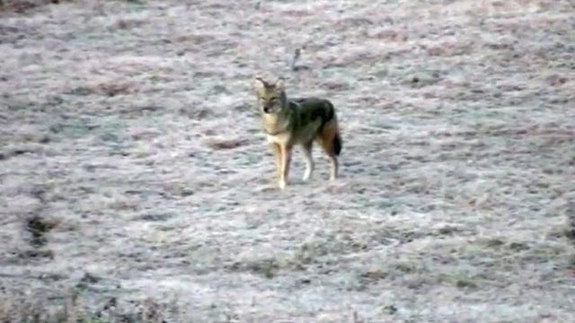 Orange County officials to address coyote problem in public meeting