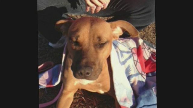 Dog in Rocky Mount dies after being shot in stomach