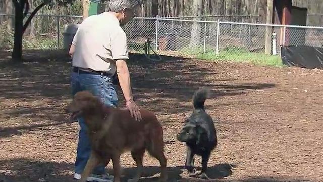 Dogs could be banned from parts of Raleigh parks