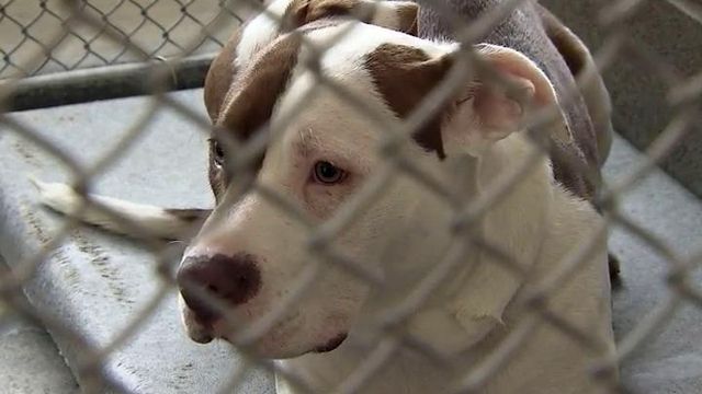 Future uncertain for dog that attacked child