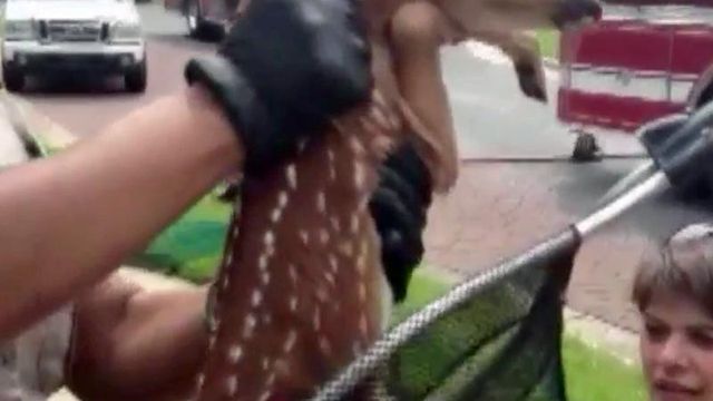 Fawn rescued from Raleigh storm drain