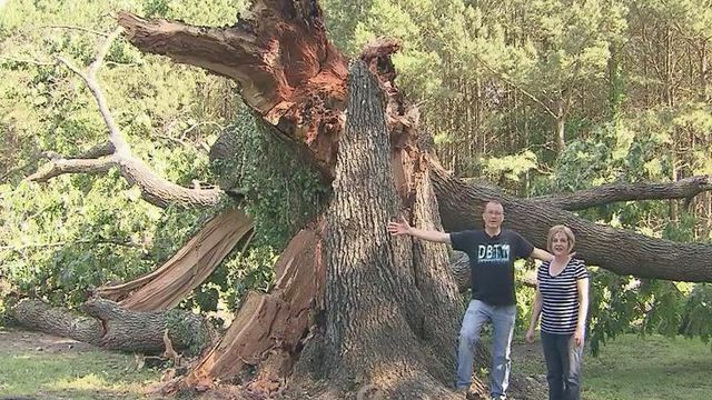 Red oak tree in Zebulon crashes down after four centuries