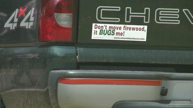 Asian beetle invades part of NC
