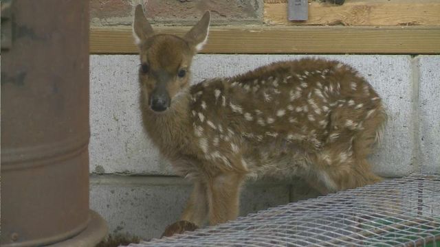 Experts: Wait before rescuing fawns