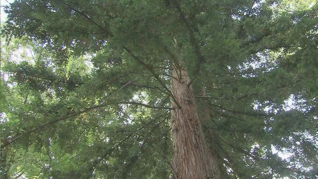 California redwoods thrive in Wilson
