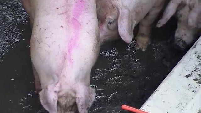 Truck carrying pigs overturns on I-95