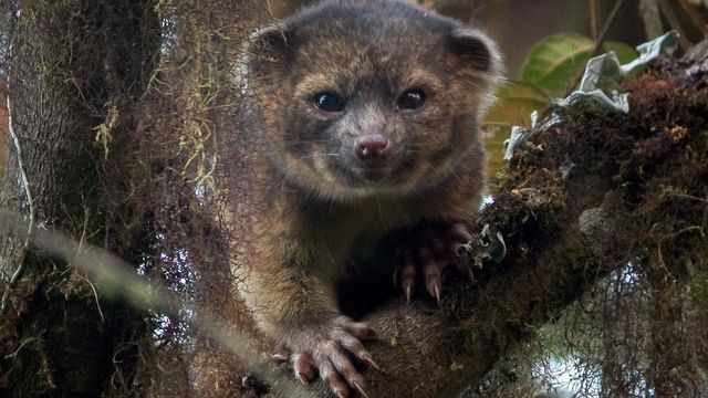New animal discovered in Andes