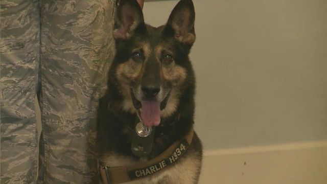 Life of leisure awaits retiring Air Force dog