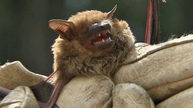 Cary family find rabid bat in home