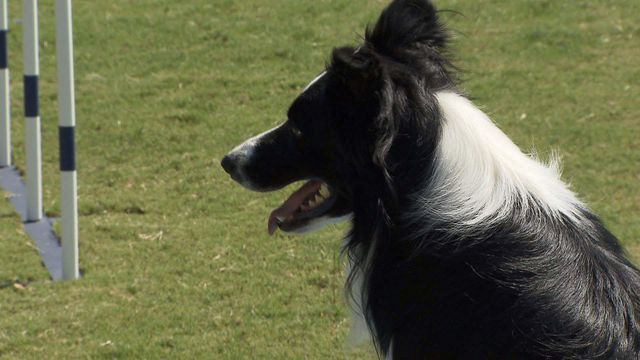 GoPro: Border collie competes at Dog Olympics