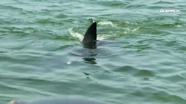 Studies demystify sharks off NC coast