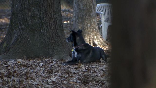 Pet attack raises concerns about dog park policies