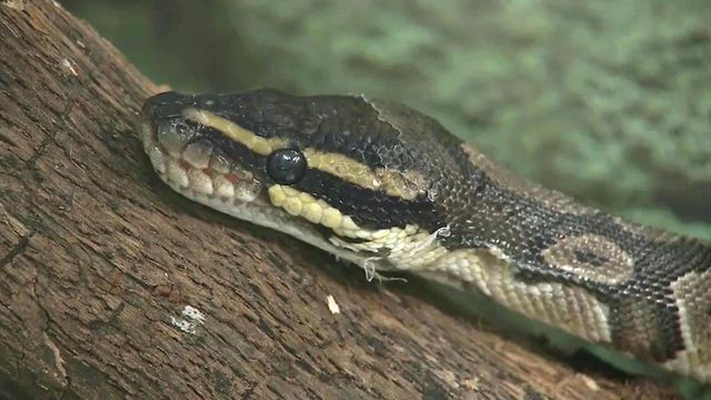 Fayetteville woman finds snake surprise in new apartment