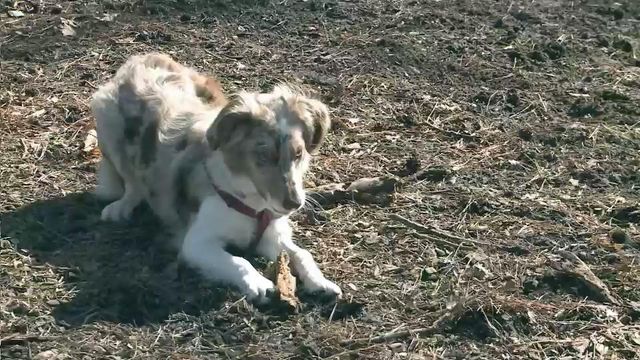 Raleigh weighs limits on dogs in city parks