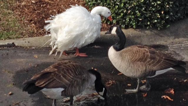 Unique Sebastopol goose spotted in Cary