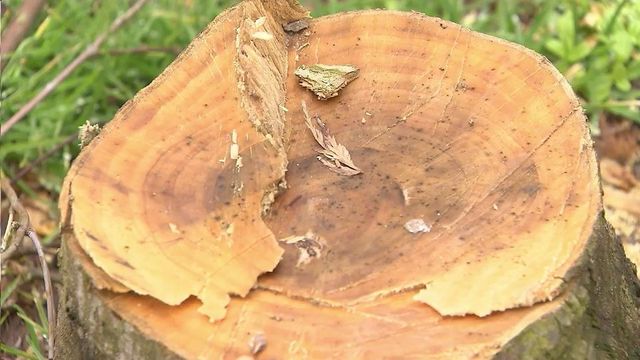 Vandals cut small trees in Fallon Park