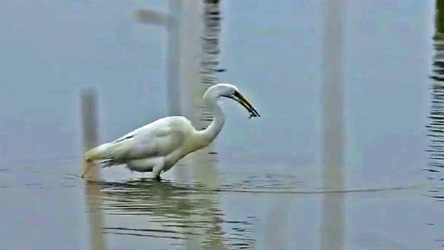 Scientists track egret migration pattern