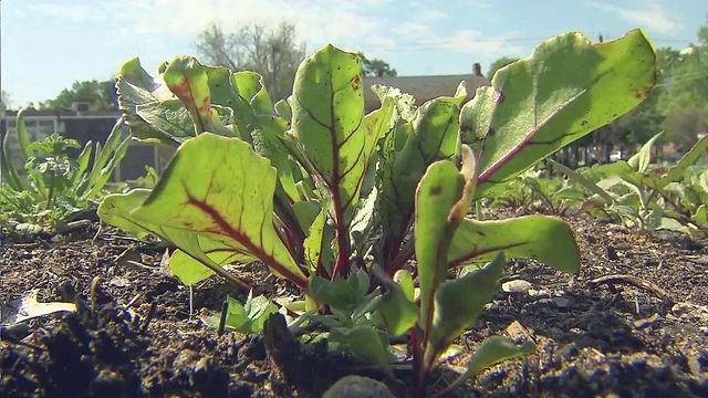 Raleigh City Farm blooms just blocks from downtown