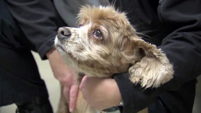 Two dogs survive being locked in Fayetteville home for weeks