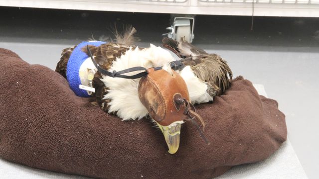 Funding needed to help save injured eagles
